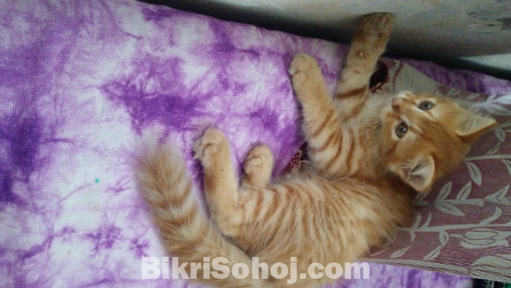 High quality mix breed parsian female kitten